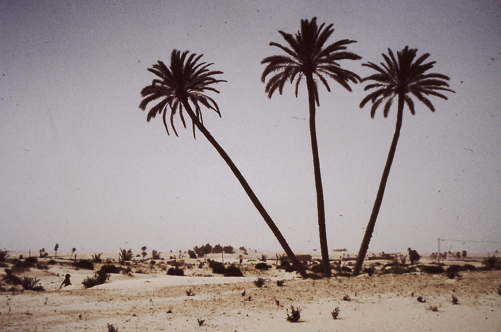 Palmeras